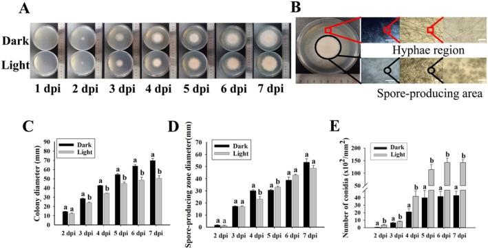 https://cdn.ncbi.nlm.nih.gov/pmc/blobs/73e3/12205212/4bae309619aa/FSN3-13-e70396-g002.jpg