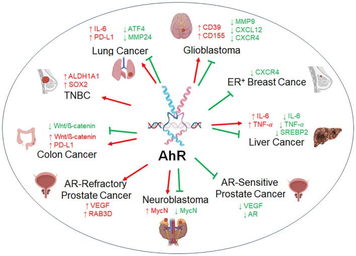 https://cdn.ncbi.nlm.nih.gov/pmc/blobs/73ea/11130384/9a0b712bcdf2/fonc-14-1375905-g003.jpg