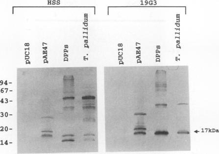 https://cdn.ncbi.nlm.nih.gov/pmc/blobs/73ee/281349/4d5fcf983722/iai00016-0047-a.jpg