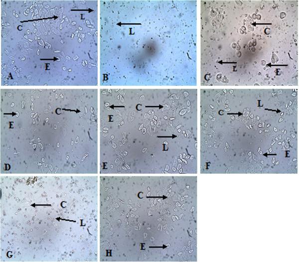 https://cdn.ncbi.nlm.nih.gov/pmc/blobs/73f4/3750460/bcd63f53b677/1472-6882-13-198-1.jpg