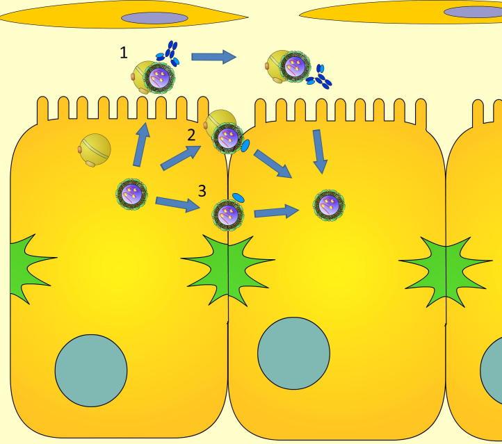 https://cdn.ncbi.nlm.nih.gov/pmc/blobs/7401/4034163/958aae443a54/gr1.jpg