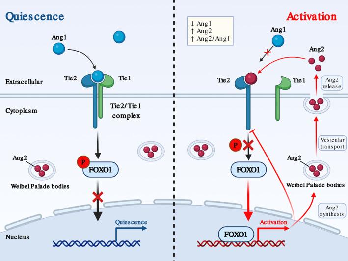 https://cdn.ncbi.nlm.nih.gov/pmc/blobs/7404/9787013/5549c02e9eae/WSBM-14-e1576-g003.jpg