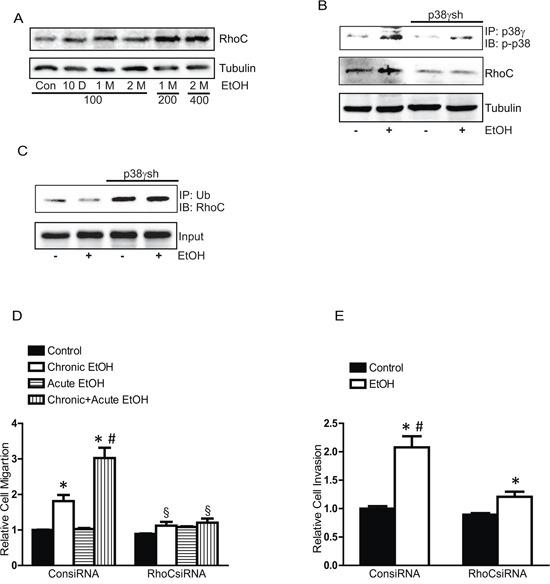 https://cdn.ncbi.nlm.nih.gov/pmc/blobs/7405/4823122/55cc4f763f12/oncotarget-07-3489-g010.jpg