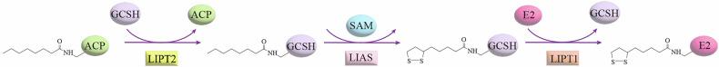 https://cdn.ncbi.nlm.nih.gov/pmc/blobs/7406/12405494/63a63a949819/41420_2025_2718_Fig1_HTML.jpg