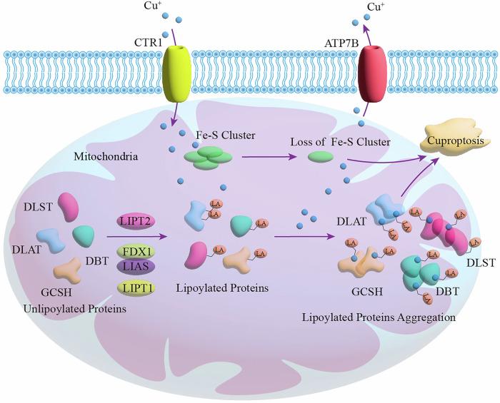 https://cdn.ncbi.nlm.nih.gov/pmc/blobs/7406/12405494/9b329754f042/41420_2025_2718_Fig4_HTML.jpg
