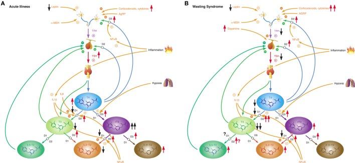 https://cdn.ncbi.nlm.nih.gov/pmc/blobs/740c/5517413/8bfda4b59e60/fendo-08-00163-g010.jpg