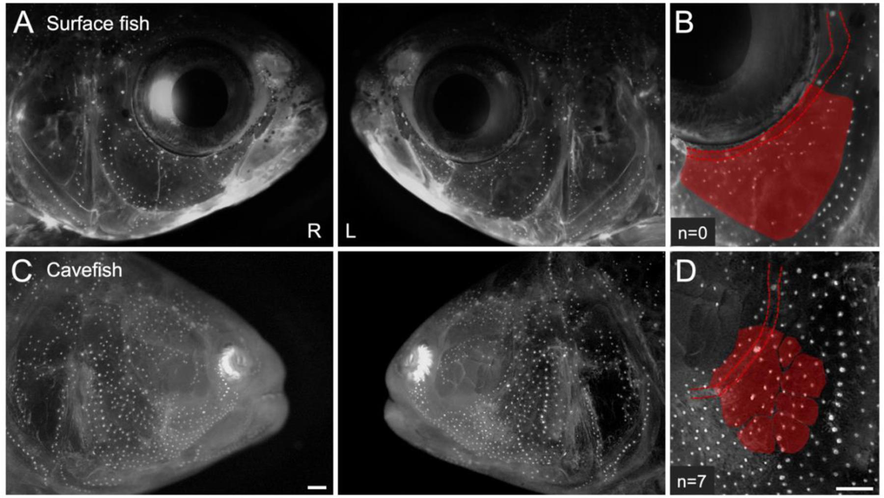 https://cdn.ncbi.nlm.nih.gov/pmc/blobs/740e/7894647/ca3b99cfcc41/nihms-1671285-f0001.jpg