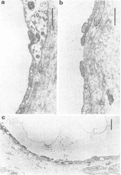 https://cdn.ncbi.nlm.nih.gov/pmc/blobs/7413/1854422/5c80e64e3108/brjpharm00276-0166-a.jpg