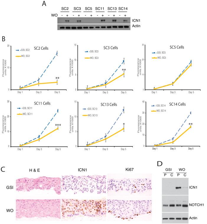 https://cdn.ncbi.nlm.nih.gov/pmc/blobs/7413/7529455/91d832ef84f5/elife-58081-fig1-figsupp2.jpg