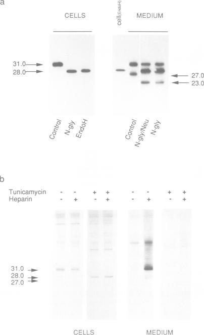 https://cdn.ncbi.nlm.nih.gov/pmc/blobs/7417/413710/d5fb2ef8725e/emboj00083-0128-a.jpg