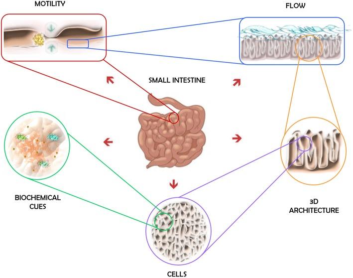 https://cdn.ncbi.nlm.nih.gov/pmc/blobs/7419/6591368/c6f2ad6d7392/fbioe-07-00144-g0001.jpg