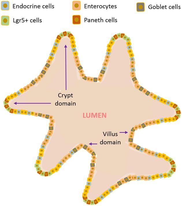https://cdn.ncbi.nlm.nih.gov/pmc/blobs/7419/6591368/c720b39f3599/fbioe-07-00144-g0002.jpg