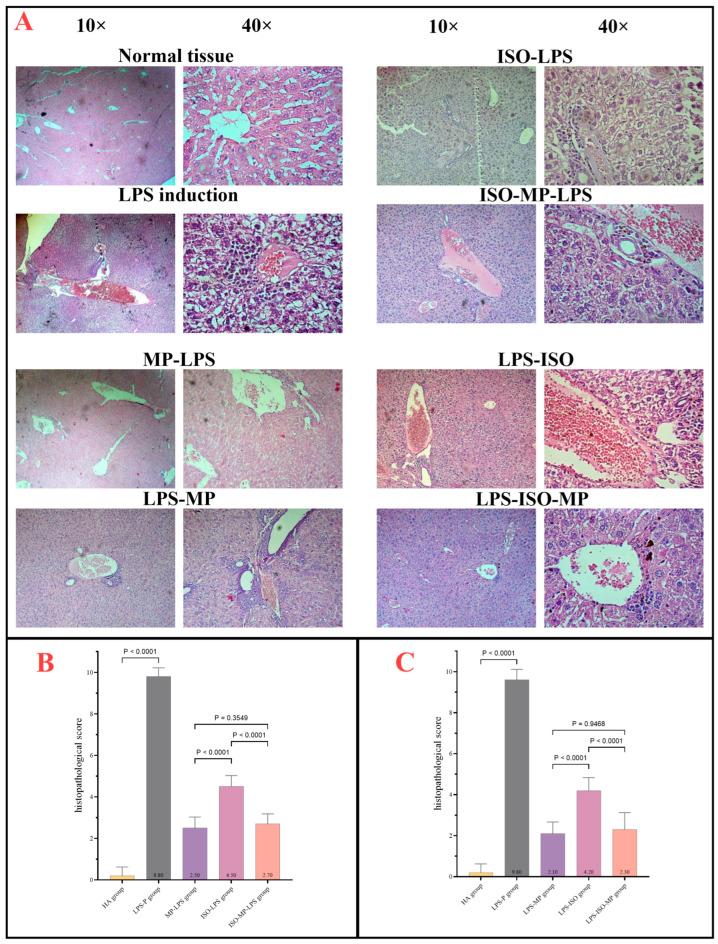 https://cdn.ncbi.nlm.nih.gov/pmc/blobs/741c/11940160/49a0acad6de5/biomedicines-13-00653-g005.jpg