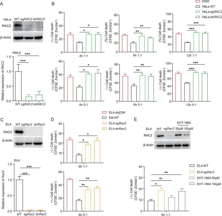 https://cdn.ncbi.nlm.nih.gov/pmc/blobs/741c/12049936/4fea4dec04a3/jitc-13-5-g002.jpg
