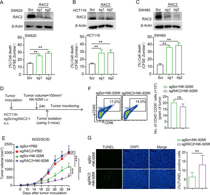 https://cdn.ncbi.nlm.nih.gov/pmc/blobs/741c/12049936/9201f2355b7e/jitc-13-5-g004.jpg