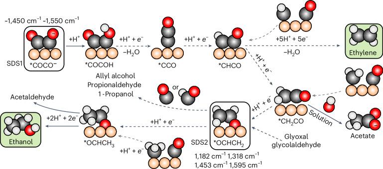 https://cdn.ncbi.nlm.nih.gov/pmc/blobs/741e/11659170/d4de23735c2e/41560_2024_1633_Fig7_HTML.jpg