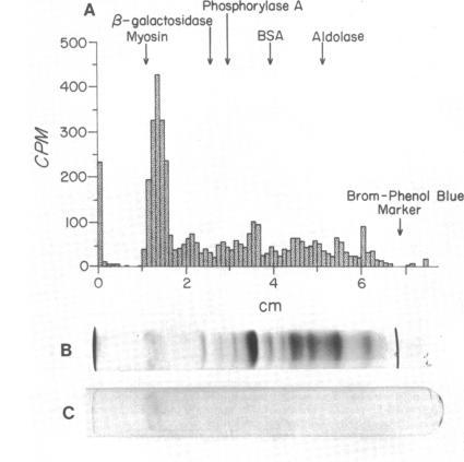 https://cdn.ncbi.nlm.nih.gov/pmc/blobs/7427/245861/6b7b46d2ec85/jbacter00335-0398-a.jpg