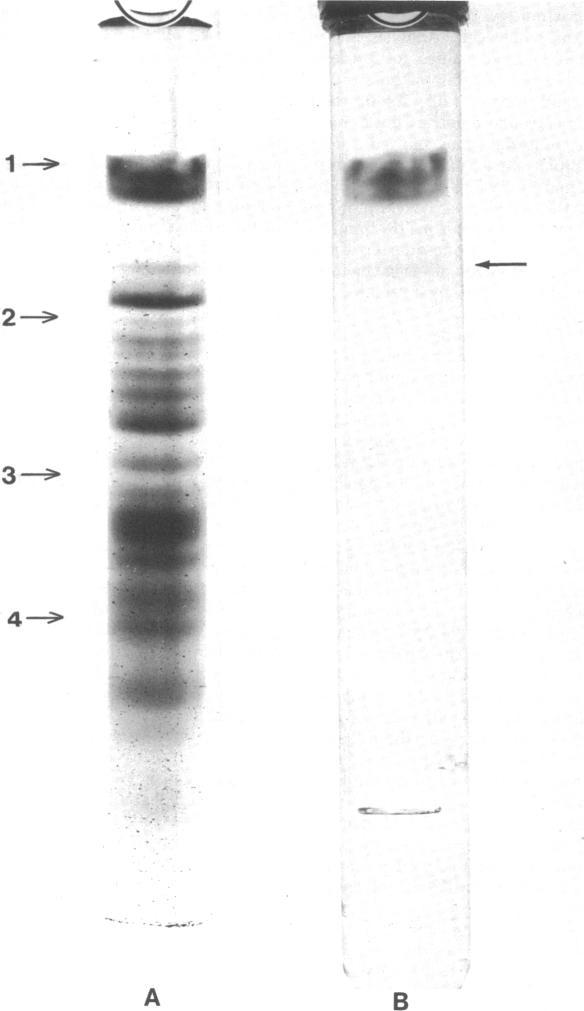 https://cdn.ncbi.nlm.nih.gov/pmc/blobs/7427/245861/d8c3d524df60/jbacter00335-0396-a.jpg