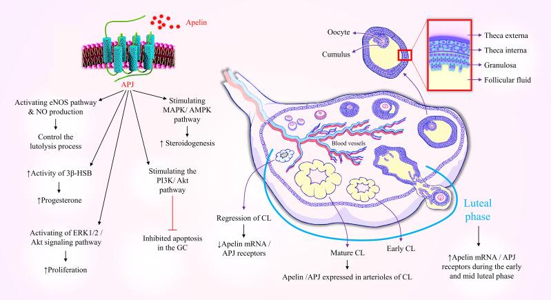 https://cdn.ncbi.nlm.nih.gov/pmc/blobs/7428/10324965/f154941ad8f0/fendo-14-1193150-g001.jpg