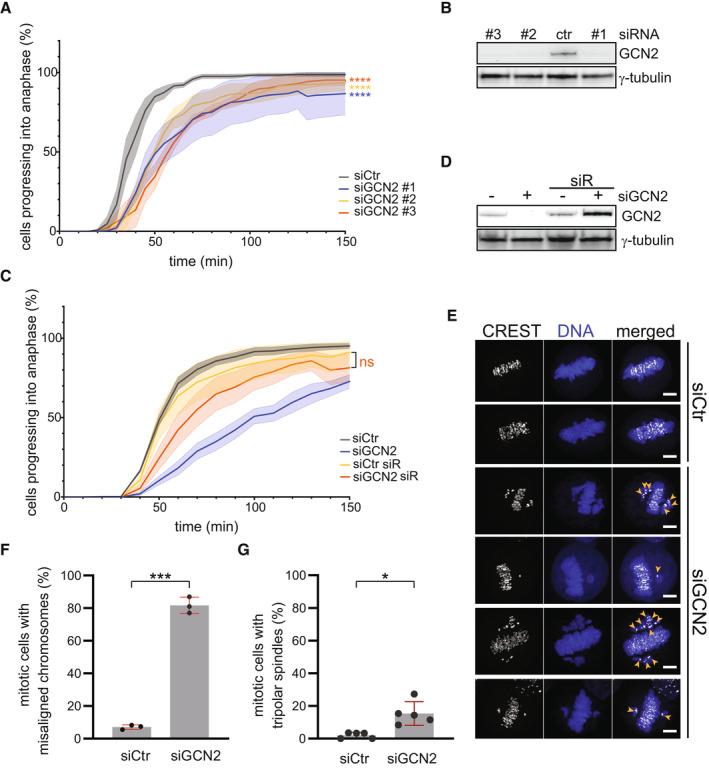 https://cdn.ncbi.nlm.nih.gov/pmc/blobs/7428/10398673/c246af23820f/EMBR-24-e56100-g014.jpg
