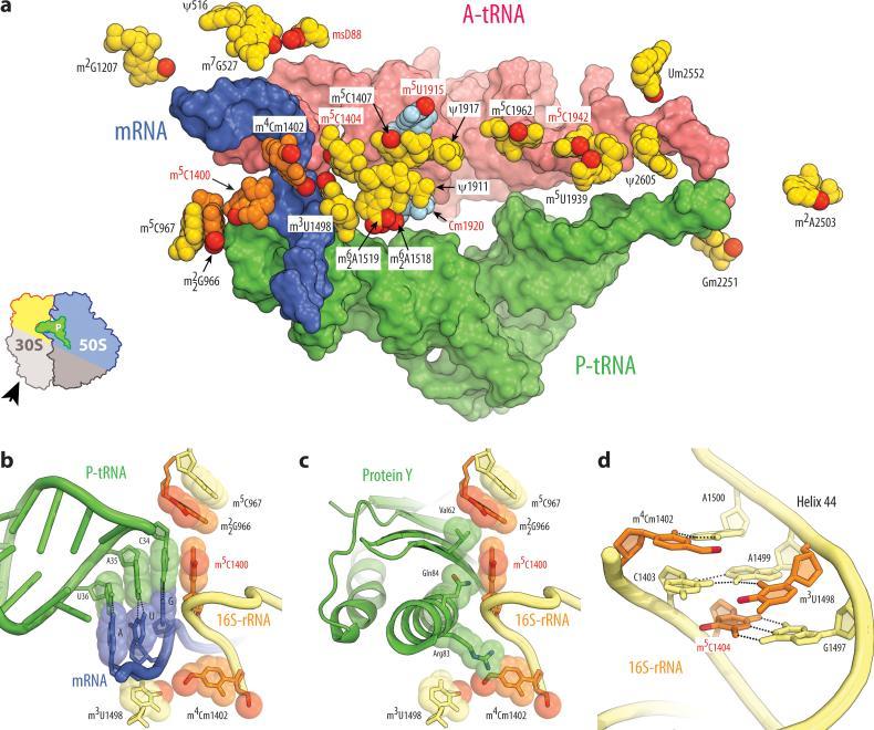 https://cdn.ncbi.nlm.nih.gov/pmc/blobs/742c/4401423/896890b7f220/nihms-665501-f0003.jpg