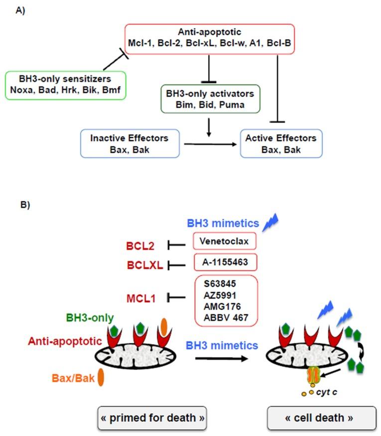 https://cdn.ncbi.nlm.nih.gov/pmc/blobs/742c/7140641/c997a20a27e4/cells-09-00717-g001.jpg