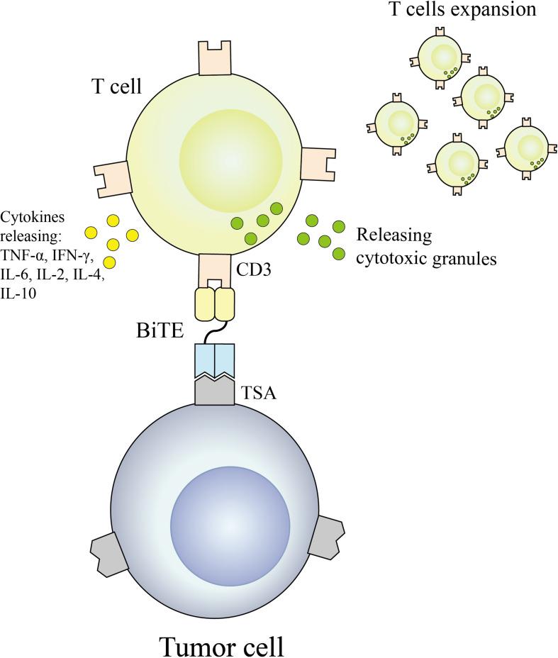 https://cdn.ncbi.nlm.nih.gov/pmc/blobs/742e/9630604/59fdc56ee676/fimmu-13-1020003-g003.jpg