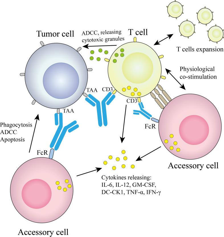 https://cdn.ncbi.nlm.nih.gov/pmc/blobs/742e/9630604/a0eab5329aab/fimmu-13-1020003-g002.jpg