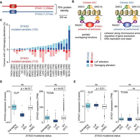 https://cdn.ncbi.nlm.nih.gov/pmc/blobs/742f/5514935/a5cc2d42bd67/oncotarget-08-37619-g001.jpg