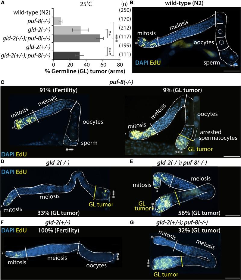 https://cdn.ncbi.nlm.nih.gov/pmc/blobs/7431/6992537/5d7fa422e2d5/fcell-08-00005-g004.jpg