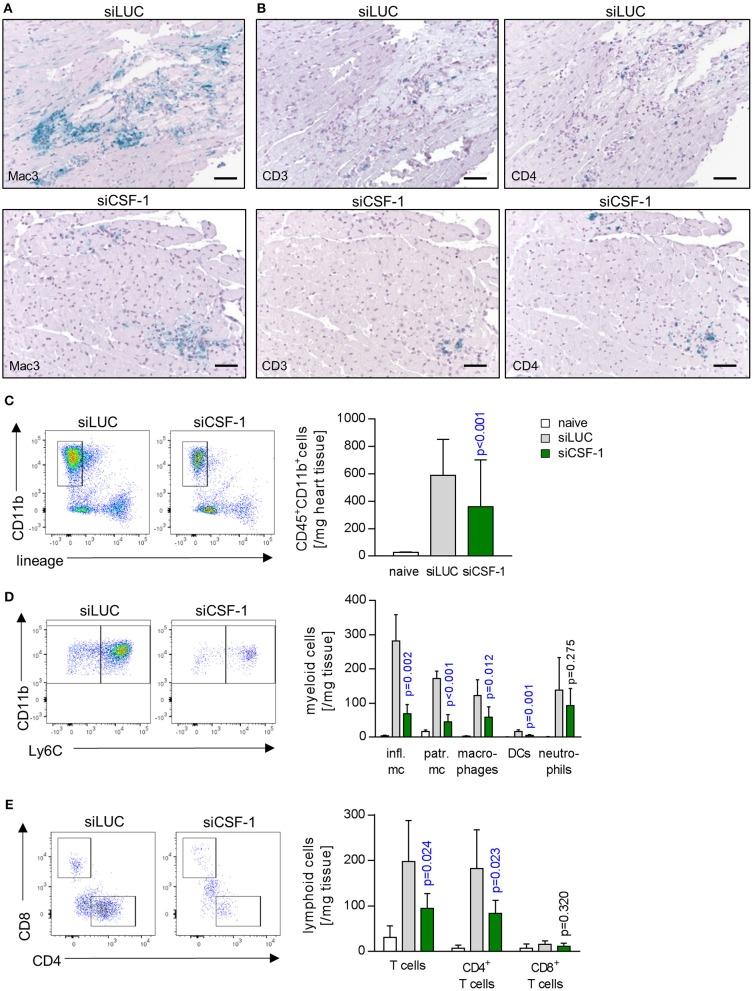 https://cdn.ncbi.nlm.nih.gov/pmc/blobs/7432/6186826/372b4bbf1822/fimmu-09-02303-g0005.jpg