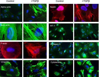 https://cdn.ncbi.nlm.nih.gov/pmc/blobs/7437/3114395/5d45bd5780eb/1779fig2.jpg