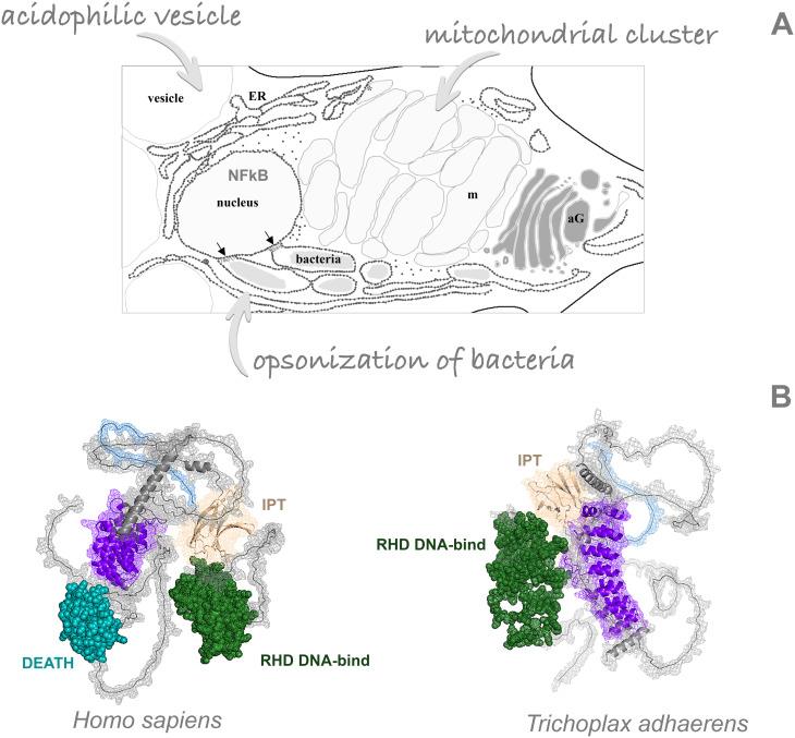 https://cdn.ncbi.nlm.nih.gov/pmc/blobs/7439/11747439/d3cbcc2696d6/fimmu-15-1529836-g001.jpg