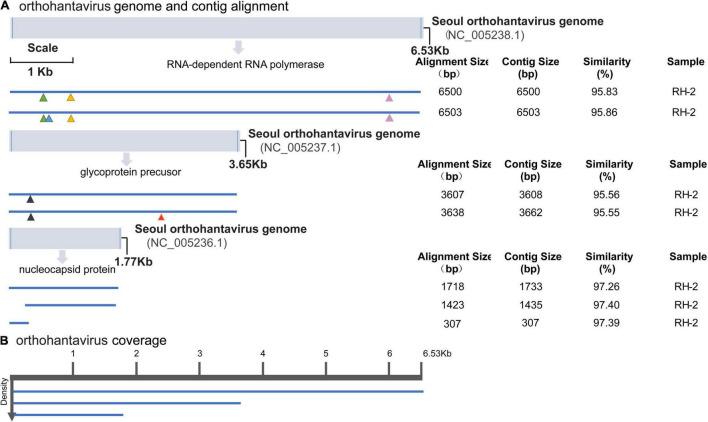 https://cdn.ncbi.nlm.nih.gov/pmc/blobs/7439/8899188/65b1b8cafb28/fmicb-12-701089-g003.jpg