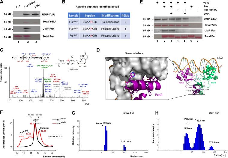 https://cdn.ncbi.nlm.nih.gov/pmc/blobs/7439/9239237/7cb51920daf8/mbio.00207-22-f003.jpg