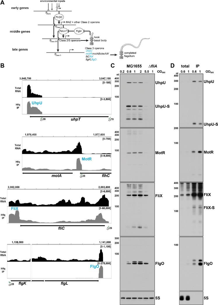 https://cdn.ncbi.nlm.nih.gov/pmc/blobs/743a/10578931/1718fc490507/elife-87151-fig1.jpg