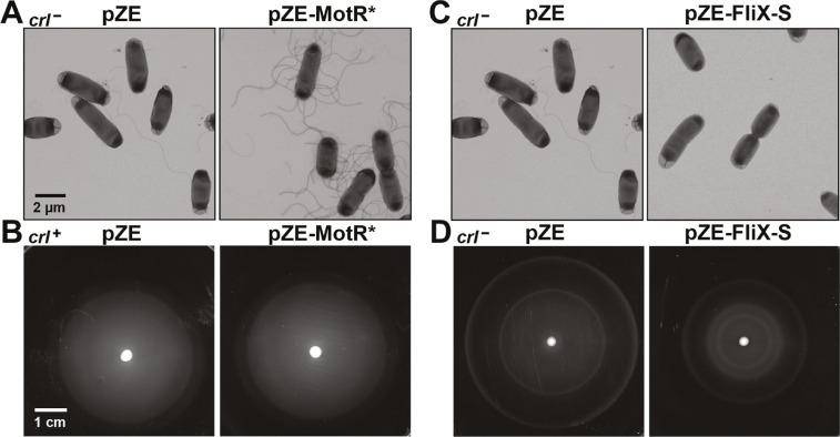 https://cdn.ncbi.nlm.nih.gov/pmc/blobs/743a/10578931/8416ab4ffe07/elife-87151-fig2-figsupp2.jpg