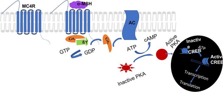 https://cdn.ncbi.nlm.nih.gov/pmc/blobs/743b/9302617/a2a5e6be5699/DOM-24-583-g012.jpg