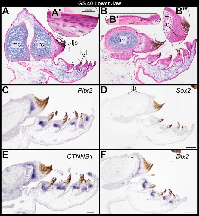https://cdn.ncbi.nlm.nih.gov/pmc/blobs/743d/12404811/093a44dfd43c/rsos.251196.f005.jpg