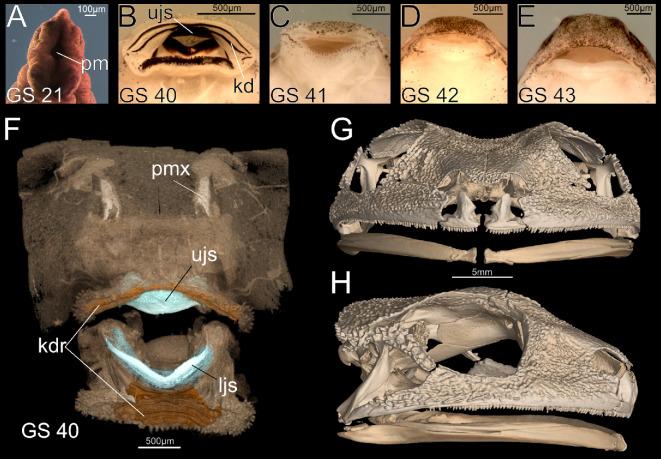 https://cdn.ncbi.nlm.nih.gov/pmc/blobs/743d/12404811/3358c0146c75/rsos.251196.f001.jpg