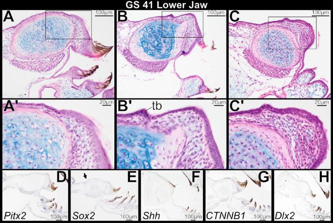https://cdn.ncbi.nlm.nih.gov/pmc/blobs/743d/12404811/391dc80d2ae2/rsos.251196.f006.jpg