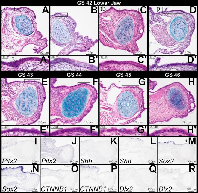 https://cdn.ncbi.nlm.nih.gov/pmc/blobs/743d/12404811/5dbc9f2f8f65/rsos.251196.f007.jpg