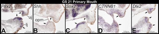 https://cdn.ncbi.nlm.nih.gov/pmc/blobs/743d/12404811/b20eb676e9bc/rsos.251196.f008.jpg