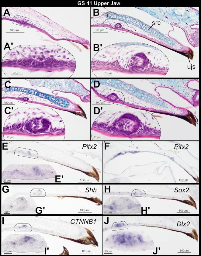 https://cdn.ncbi.nlm.nih.gov/pmc/blobs/743d/12404811/cadb652dbd5c/rsos.251196.f003.jpg