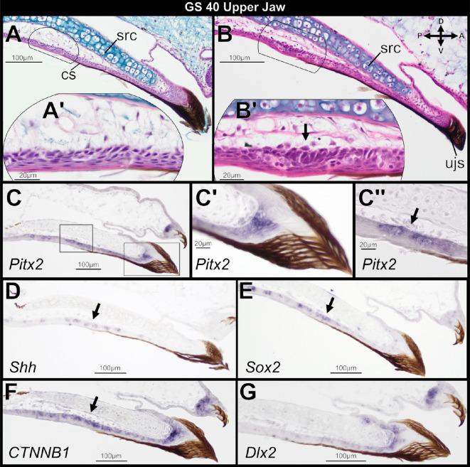 https://cdn.ncbi.nlm.nih.gov/pmc/blobs/743d/12404811/da91a7be5021/rsos.251196.f002.jpg