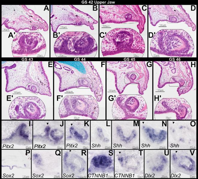 https://cdn.ncbi.nlm.nih.gov/pmc/blobs/743d/12404811/f018f688a20d/rsos.251196.f004.jpg