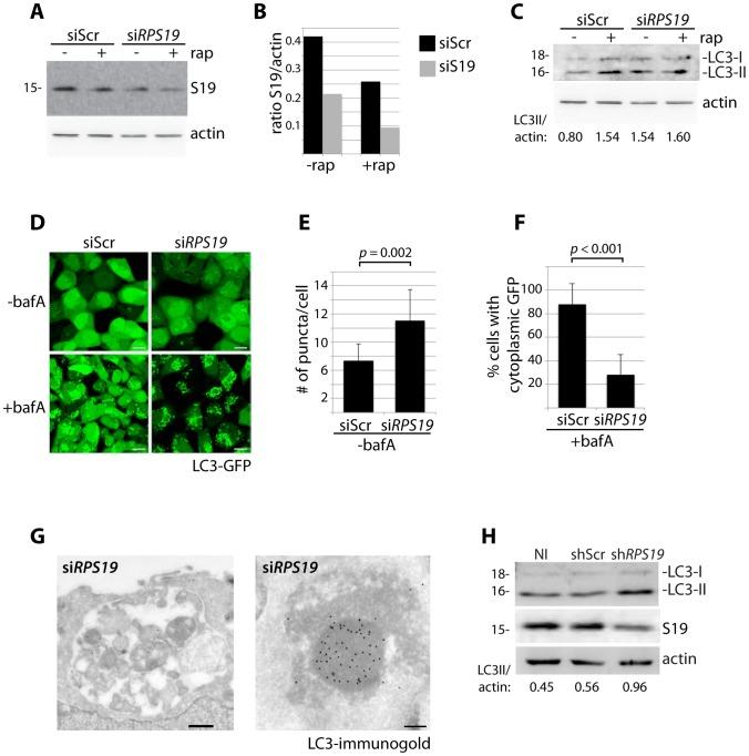 https://cdn.ncbi.nlm.nih.gov/pmc/blobs/743d/4038485/3b92a8f7cae4/pgen.1004371.g001.jpg