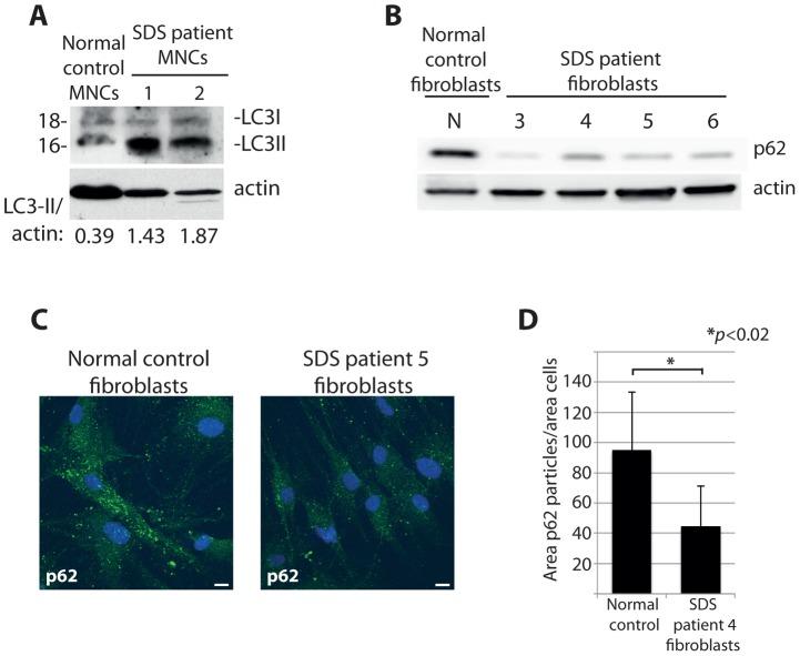 https://cdn.ncbi.nlm.nih.gov/pmc/blobs/743d/4038485/68aa58e6095d/pgen.1004371.g009.jpg