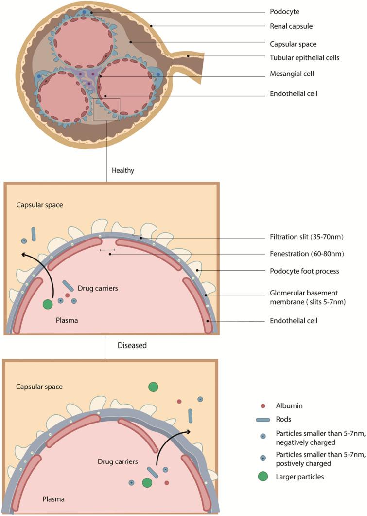 https://cdn.ncbi.nlm.nih.gov/pmc/blobs/7442/8193852/797bbbf5e174/fbioe-09-683247-g002.jpg