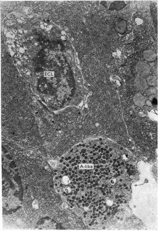 https://cdn.ncbi.nlm.nih.gov/pmc/blobs/7443/1309064/1af9bb930b88/jphysiol00843-0224-a.jpg